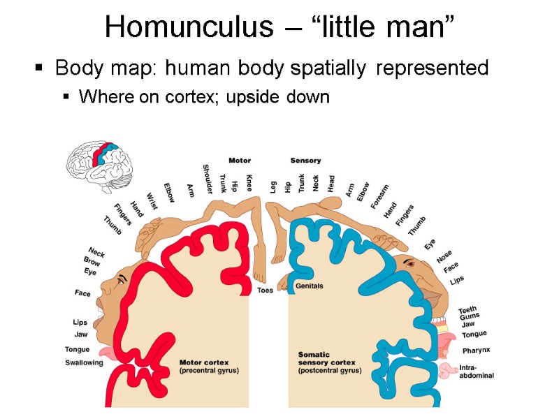 Homunculus – “little man” Body map: human body spatially represented Where on cortex; upside